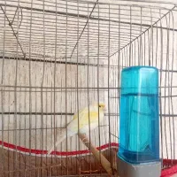 قناری نر مست بخون بخون ۱۷۰۰