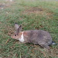 خرگوش|موش و خرگوش|بندر ترکمن, |دیوار