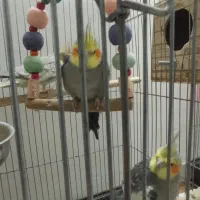 عروس هلندی|پرنده|شهریار, رزکان|دیوار