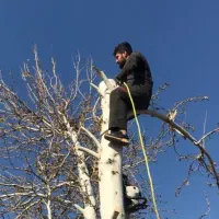 هرس برش قطع درخت سربرداری خریدار چوب هیزم و تنه