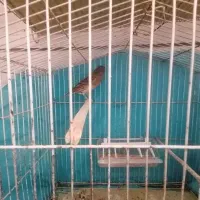 ماده اماده داریچینی سرخ