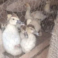 اوردک بچه
