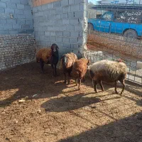 گوسفند و بره