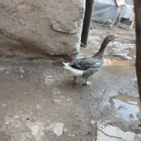 قاز ماده