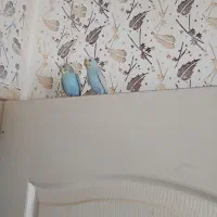 مرغ عشق طوطی برزیلی و قناری