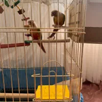 یک جفت گیرینچیک مولد