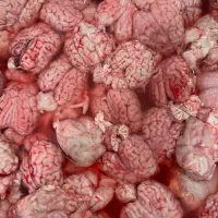 کله پاچه زبان گوسفندی مغز سیرابی|خوردنی و آشامیدنی|کرج, برغان|دیوار