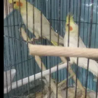 فروش فوری جفت عروس هلندی 800