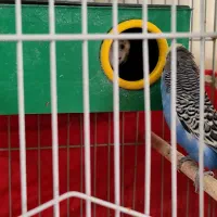 مرغ عشق|پرنده|شیراز, صاحب الزمان|دیوار