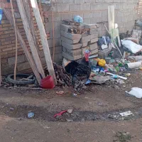 دو تا بوقلمون