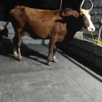 گاو چالوسی