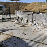 طوقی معاوضه با کاکه کرماشاهی