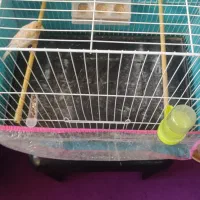 قناری نر مست