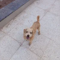 توله سگ ۴ ماهه