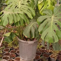 برگ انجیری مانسترا