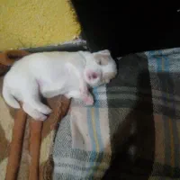 واگذاری سگ غیر رایگان|سگ|بومهن, |دیوار