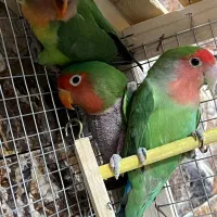 6 عدد برزیلی ،کتوله ،