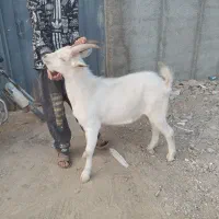 بزسانن نر و ماده جوان|حیوانات مزرعه|قلعه نو, |دیوار