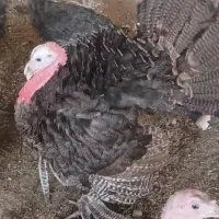 بقلمون