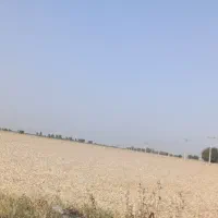 خریدار جو هستم