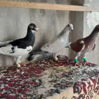 کفتر شامی مصری یهودی سیاه قره سرخ
