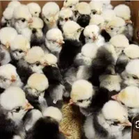 جوجه محلی و اردک و جوجه کاکولی