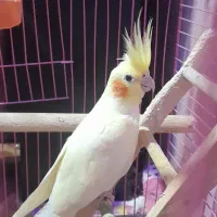 عروس هلندی زیبا