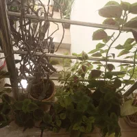 گل خانگی طبیعی