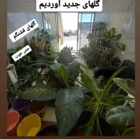 حراج گل طبیعی