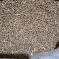 گندم بذری پیشگام