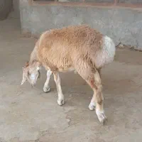 9راس بره نر چینی قندوزی سبک وزن اصیل تربت جام