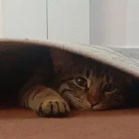 واگذاری گربه قشنگم