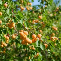 فروش نهال زردآلو تبرزه ظرفیت محدود ثبت سفارش