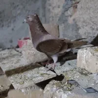 8 عدد کبوتر پرشی زیبا|پرنده|بروجرد, |دیوار