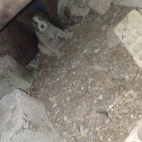 2تا کوچلوخوشگل باهوش|سگ|قره قوین, |دیوار