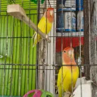 صورت هلو یی برزیلی