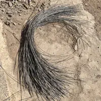 خرید سیم باغی و کشاورزی|خدمات باغبانی و درختکاری|شوشتر, |دیوار