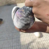 کبوتر طوقی