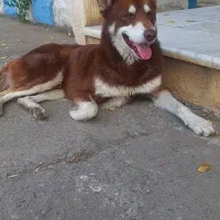 سگ هاسکی نر