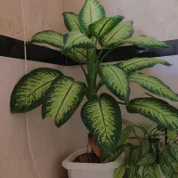 گل تمیز|گل و گیاه طبیعی|جوانرود, |دیوار