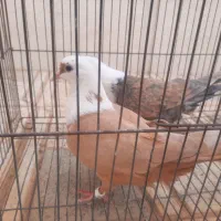 کله سفید ساده طوقی هفترنگ پرنده|پرنده|خلیل آباد, |دیوار