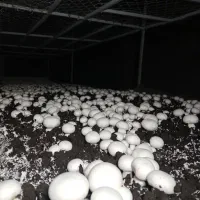 فروش قارچ تازه مستقیم از تولیدکننده|خوردنی و آشامیدنی|رشت, معلم|دیوار