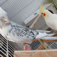 عروس هلندی