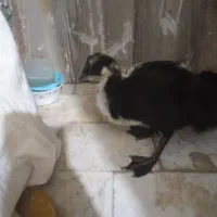 جوجه اردک