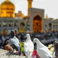 زیارت امام رضا ریلی/هوایی/اتوبوس