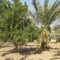 خدمات نخل و باغبانی و زراعت انجام داده میشود
