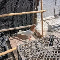 کله‌لیمو‌نر