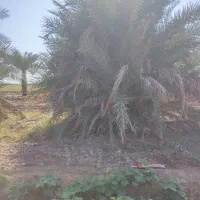 خدمات باغبانی و نخل|خدمات باغبانی و درختکاری|اهواز, بهارستان|دیوار