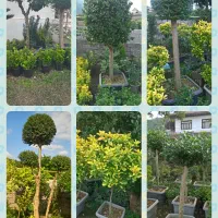 باغبانی رودهن پردیس جاجرود دماوند بومهن|خدمات باغبانی و درختکاری|پردیس, شهرک صنعتی کمرد|دیوار