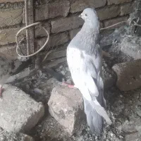 کبوتر پاکستانی اصل